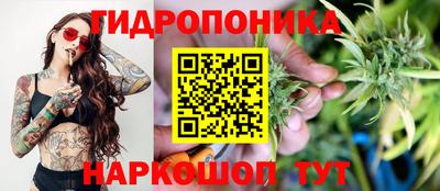 шишки Аргун