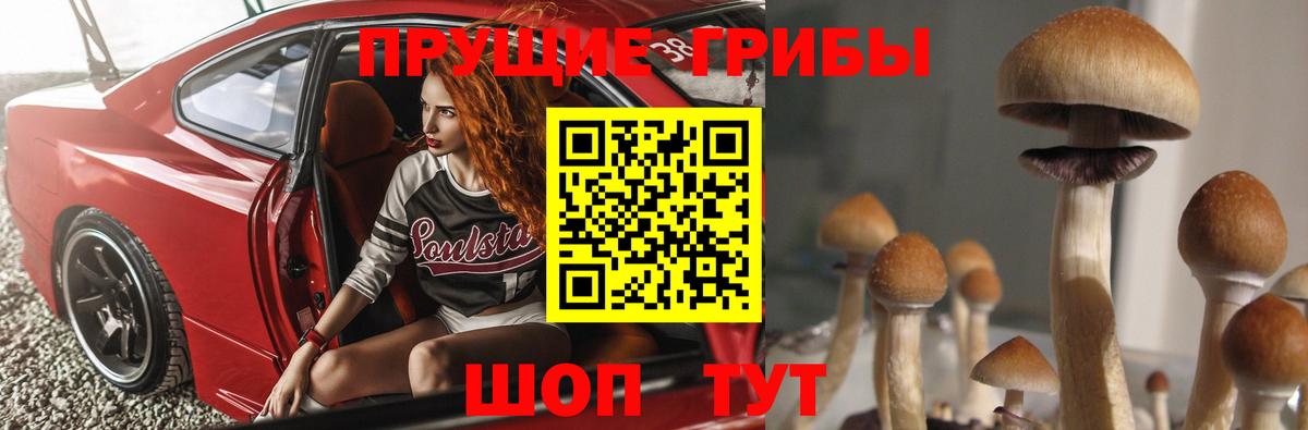 Псилоцибиновые грибы Cubensis Сарапул